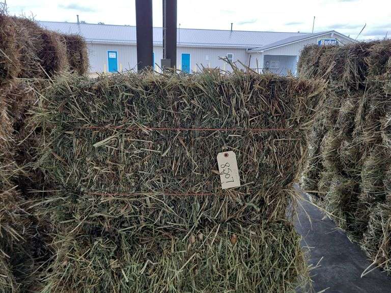 15 1st Timothy Orchard Grass