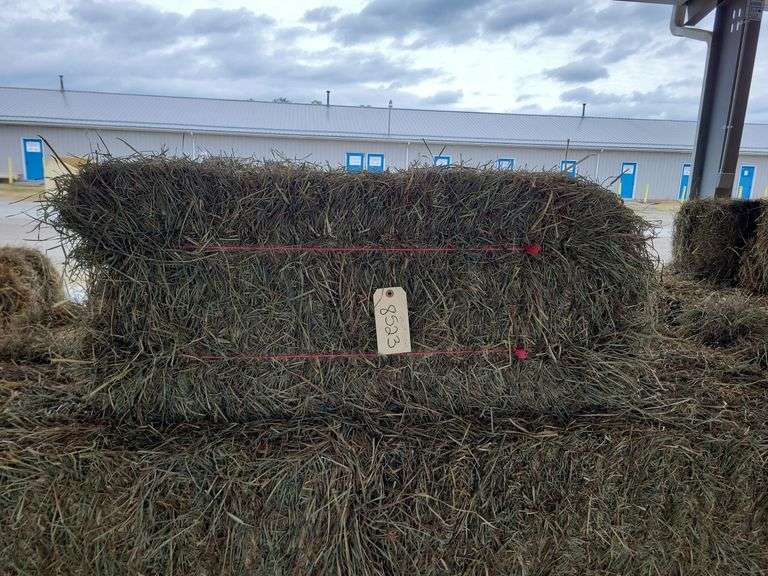 20 2nd Timothy Orchard Grass