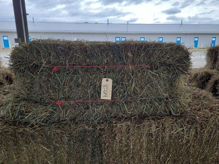 25 2nd Timothy Orchard Grass