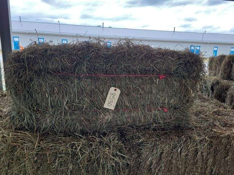 25 2nd Timothy Orchard Grass