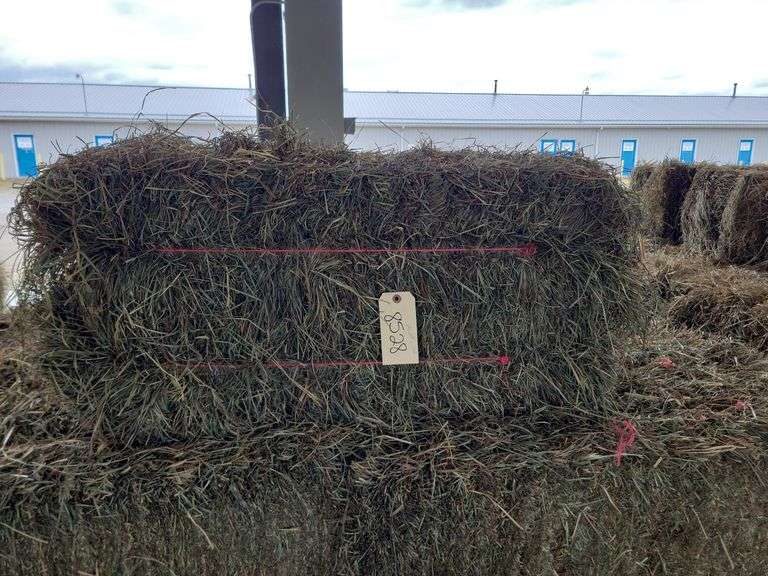 25 2nd Timothy Orchard Grass