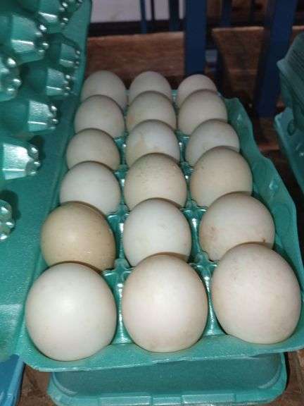 3 Doz Large Duck Eating Eggs