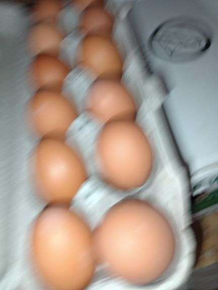 4 Doz Med Brown Eating Eggs