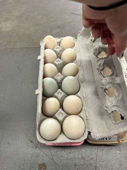 2 Doz Duck Eating Eggs