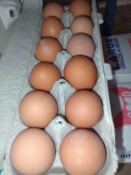 4 Doz Med Brown Eating Eggs
