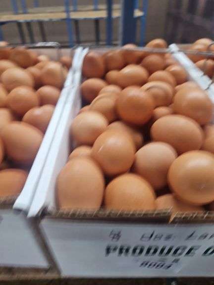 8 Doz Large Brown Eating Eggs