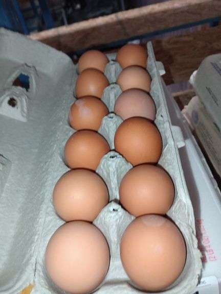 4 Doz Med Brown Eating Eggs