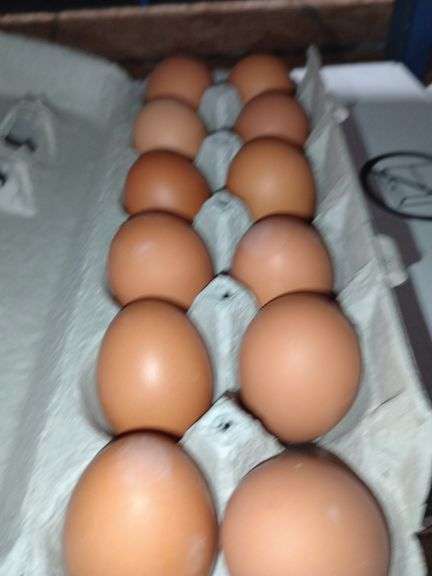 4 Doz Med Brown Eating Eggs