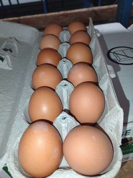 4 Doz Med Brown Eating Eggs