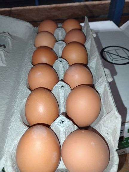 4 Doz Med Brown Eating Eggs
