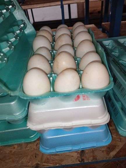 4.5 Doz Large Duck Eating Eggs