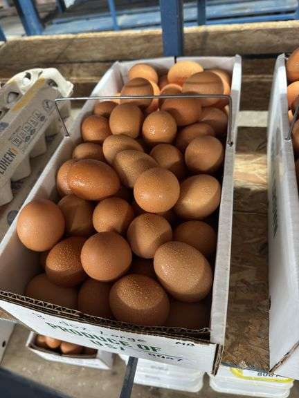 8 Doz Large Brown Eating Eggs