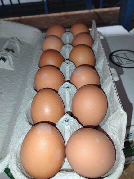 4 Doz Med Brown Eating Eggs