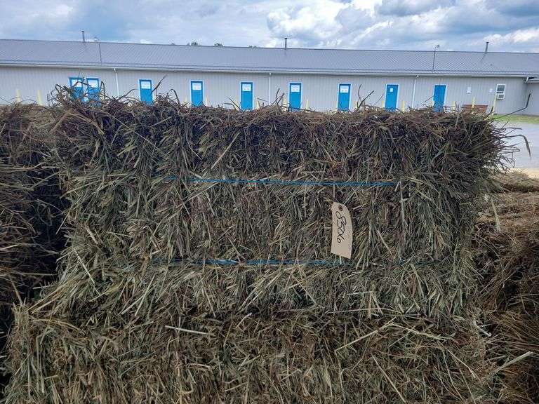 15 1st Alfalfa Orchard Grass
