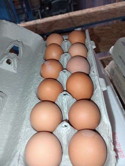 4 Doz Med Brown Eating Eggs