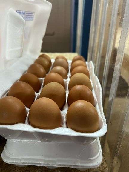 6 Doz Xlg Brown Eating Eggs