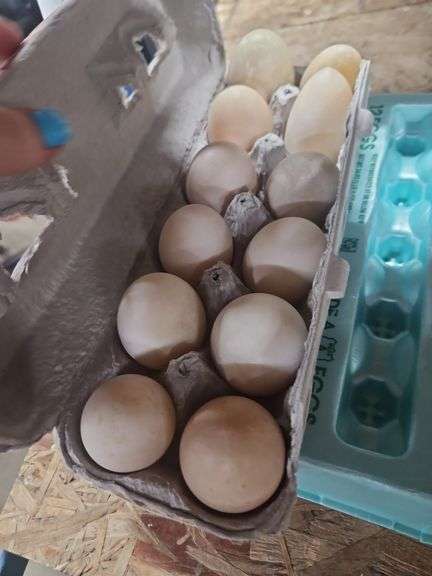 3 Doz Duck Eating Eggs