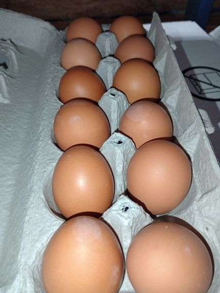 4 Doz Med Brown Eating Eggs
