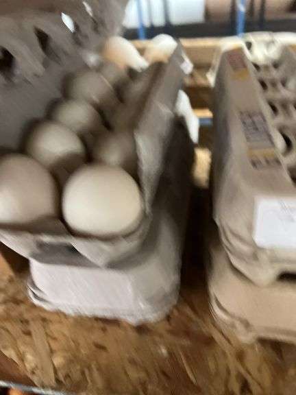 2 Doz Duck Eating Eggs