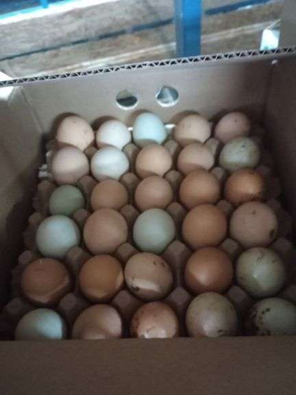 2.5 Doz Mixed Eating Eggs