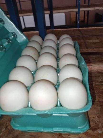 3 Doz Large Duck Eating Eggs