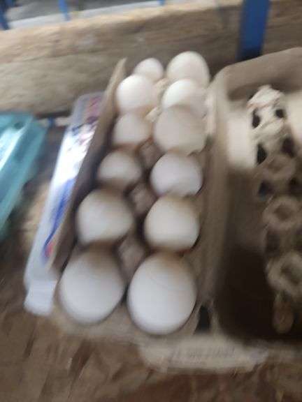 3 Doz Duck Eating Eggs