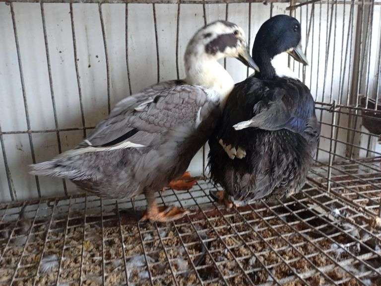 2 Swedish Hens - 1 Blue & 1 Black