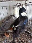 2 Swedish Hens - 1 Blue & 1 Black