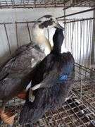 2 Swedish Hens - 1 Blue & 1 Black