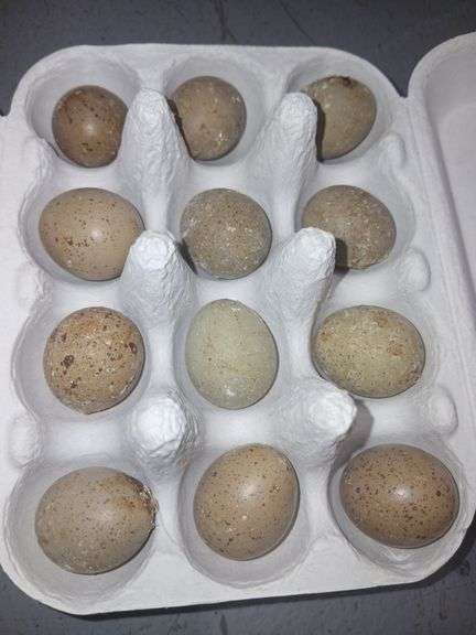 1 Doz Fertile Button Quail Eggs - Rogers Community Auction Inc.