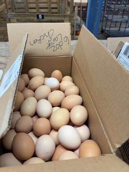6 Doz Large Eating Eggs