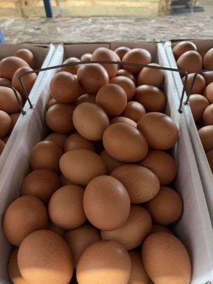 8 Doz Large Brown Eating Eggs