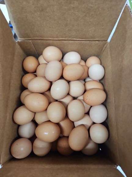 5 Doz Large Brown Eating Eggs
