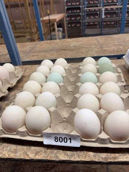 2 Doz Extra Super Jumbo King Duck Eating Eggs