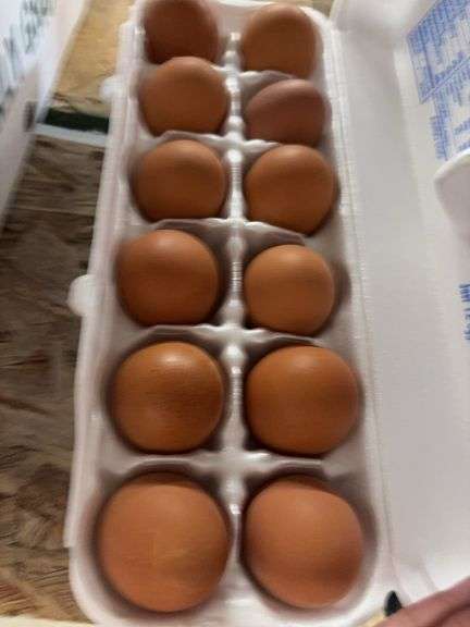 4 Doz Med Brown Eating Eggs
