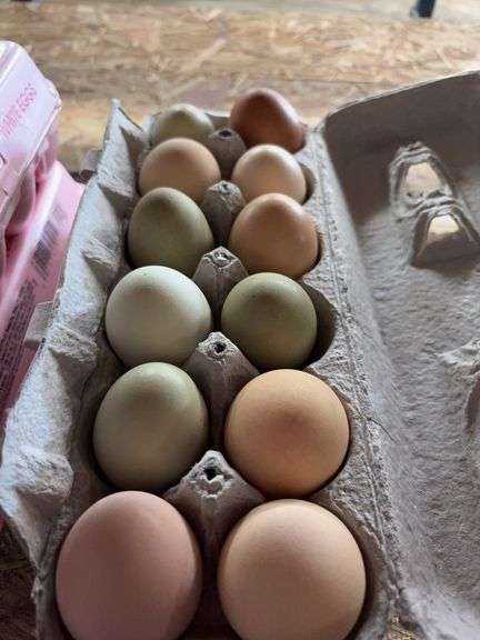 2 Doz Mixed  Eating Eggs