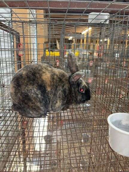 Pedigreed Black & Orange Brindle Proven Mini Rex Buck 1yr Old - Rogers ...
