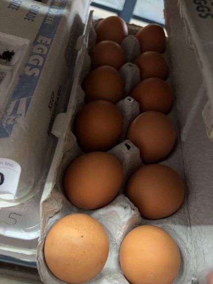 4 Doz Med Brown Eating Eggs