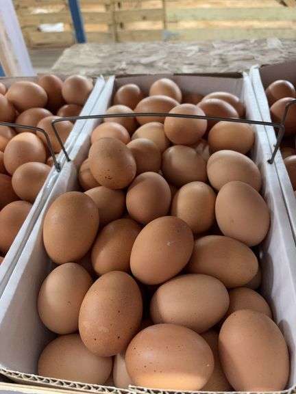 7 Doz Xlarge Brown Eating Eggs