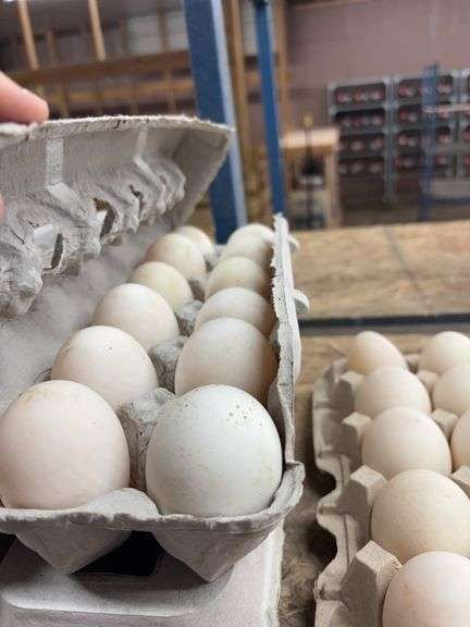 2 Doz Xlarge Duck Eating Eggs