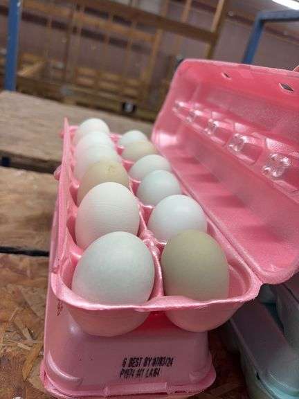 2 Doz Blue Eating Eggs