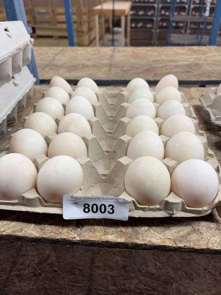 2 Doz Extra Super Jumbo King Duck Eating Eggs