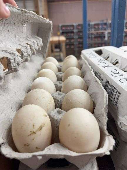 2 Doz Xlarge Duck Eating Eggs