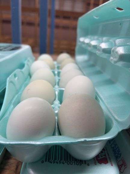 2 Doz Blue Eating Eggs