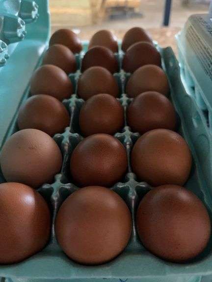9 Doz Pullet Brown Eating Eggs