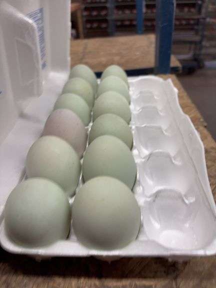 1 Doz Extra Super Jumbo King Duck Eating Eggs