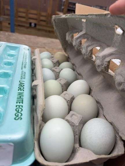 2 Doz Blue Eating Eggs