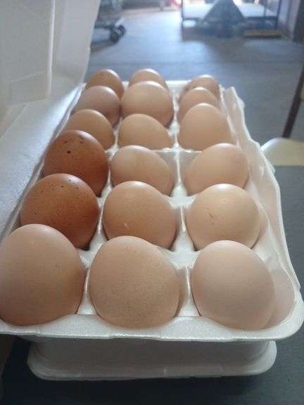 2 Doz Brown Eating Eggs