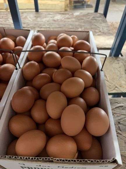 9 Doz Medium Brown Eating Eggs