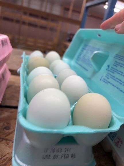 2 Doz Blue Eating Eggs